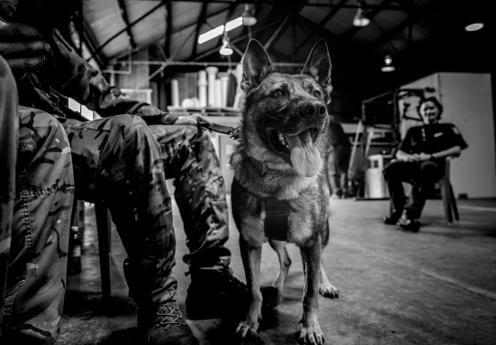 Explosive Detector Dog waits patiently to begin the mission