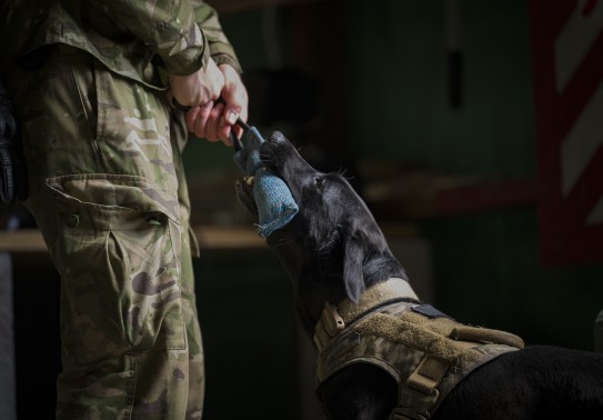 A black labrador with a military leash looks up at its handler whilst holding a blue chew toy in its mouth.  On the other end of the toy, two hands grip the toy, the scene is dark other than the handler and the dog that we can see.