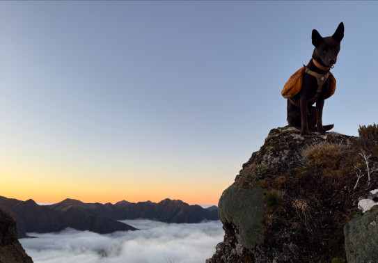 A Kelpie dog sits on a rock in front of the sky, beneath the dog in the background are mountain tops and clouds.